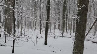 Fresh Snowfall in Southeast Michigan