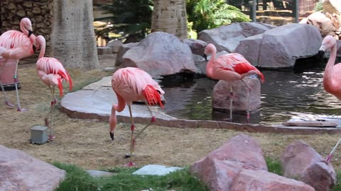 Colorful flamingo birds.