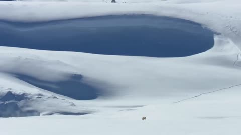 Fox hunting in snow