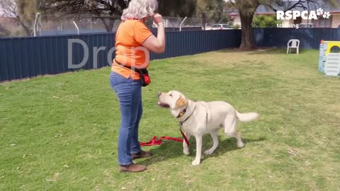 FREE DOG TRAINING SERIES - Lesson T: how to teach your dog to sit and drop