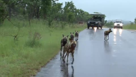 Fox is dancing on road durning rain