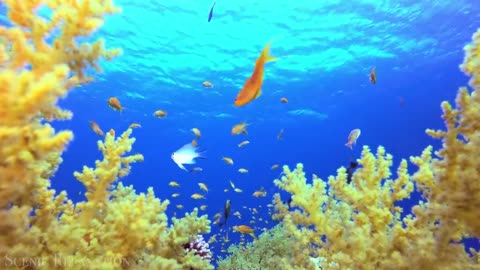 The ocean 4k scenic wildlife film With calming music