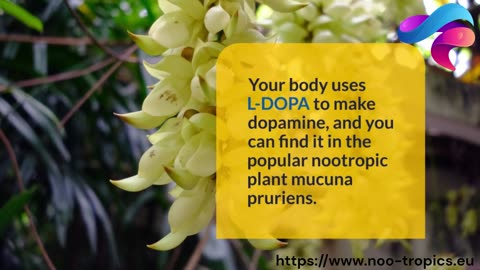Unlocking Natural Nootropics: 5 Brain-Boosting Substances Your Body Produces