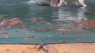 Raccoon and Pup Play On Top Of Pool Tarp || ViralHog