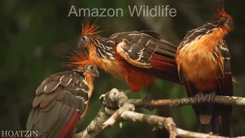 Wildlife Animals Documentary relaxing Video