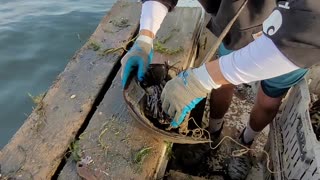 Horseshoe Crab Rescued From Fishing Line