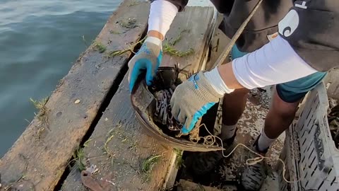 Horseshoe Crab Rescued From Fishing Line
