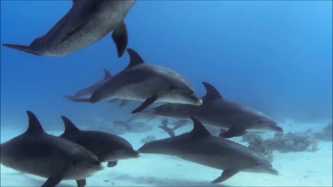 Divers See a Beautiful Group of Dolphins