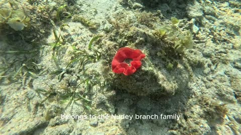 Amazing Sea Life: The Spanish Dancer! I Could Not Believe This Was A Sea Slug. Amazing Find