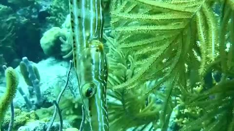 Strange green animal in the deep ocean