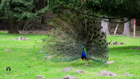 Most beautiful peacock's opening feathers / павлин !