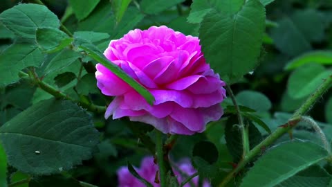 Pink Rose Flower