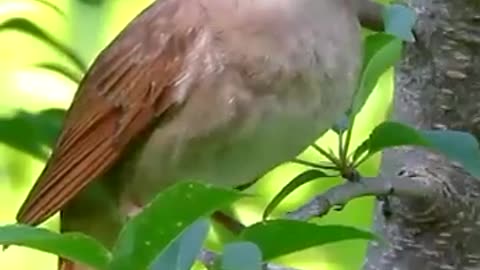Nightingale chirping bird