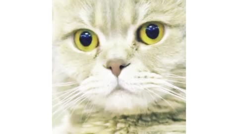 This Cat go meow AD on TikTok