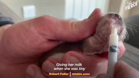 Tiny Baby Stoat Has The Best Reaction When She Meets Someone Like Her