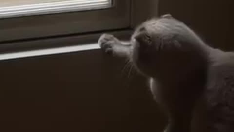 Cat funny clip 🥶😂😂 #cat #funny #tranding #viral #shorts #Rumble