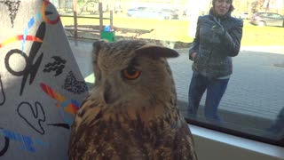 Owl Takes The Tram