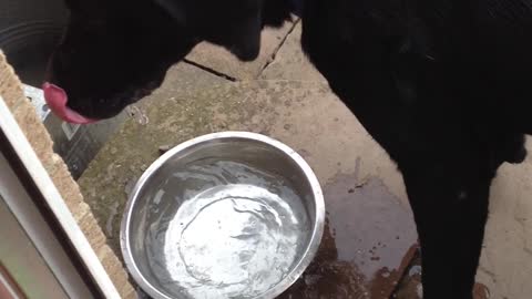 Dog drinks water in sloppiest manner imaginable