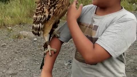 Tame Owl