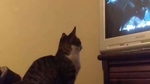Cat watchingtv
