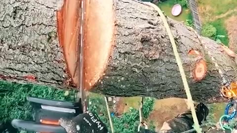 Extreme Heights: Masterful Log Cutting High Above the Ground