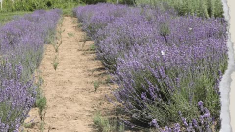 Lavender a calming herb