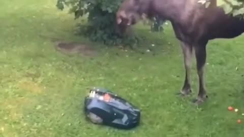 Lawn mover sneaks up on a moose