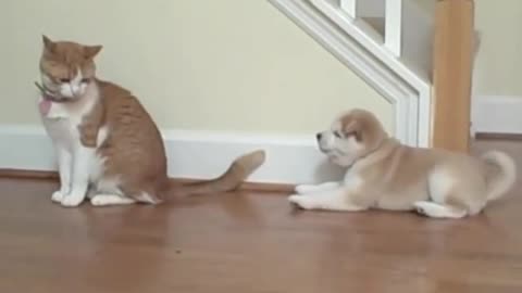 Cat unimpressed by Shiba Inu puppy.