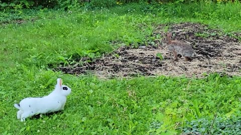 Playful Pet Rabbit With Wild Rabbit