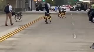 Robot Dogs Spotted in Washington