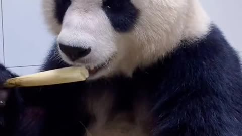 Giant Panda: eat and eat ~ ~ 🐼