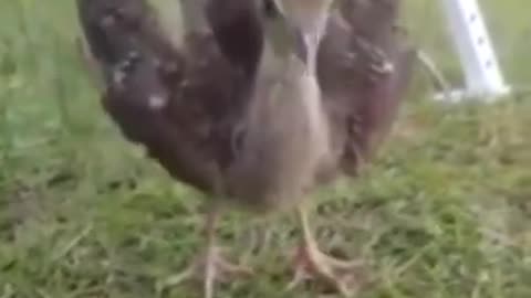 BABY PEACOCK The Start of Something Magnificent #shorts #viral #shortsvideo #video