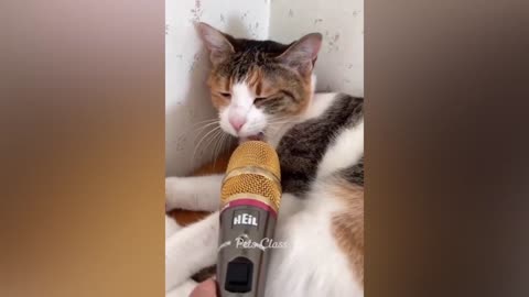 Cute funny moments of cats trying to sing