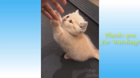 Funny and Cute Cat's Life 👯😺 Cats and Owners are the best friends Videos!!!