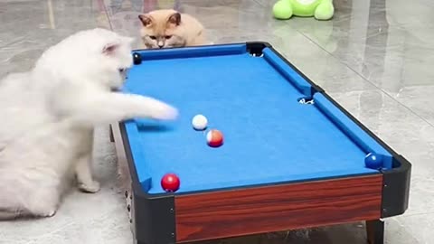 Cat play pool