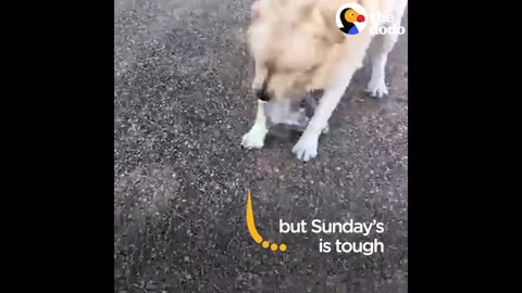 Dog Loves To Fetch The Paper For Dad Every Morning | The Dodo
