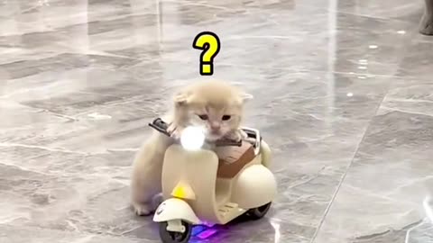 Cat video cat bike stunt cats funny video