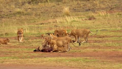 Maasai Mara - The Big Hunt | Free Documentary Nature