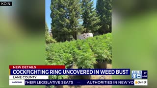1700 marijuana plants, cockfighting ring discovered at Oregon property: Sheriff
