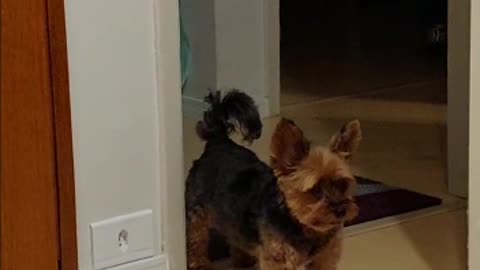 Cute Angry Yorkie Kicks Door