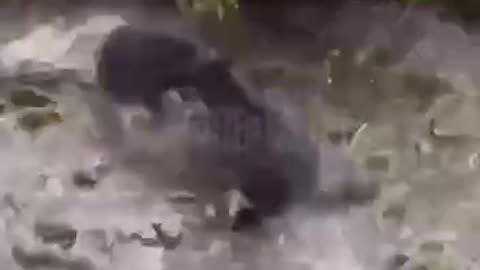 Bear cub mistook a bear for its mother