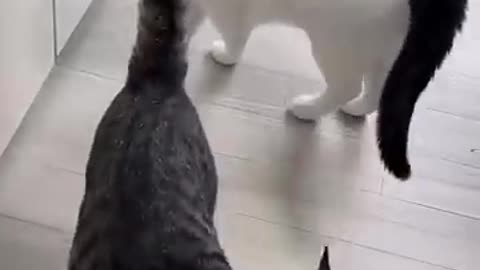 Funny comedy cat 😺 video