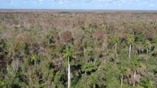 Royal Palms, Sabals, and Alligators in the Fakahatchee, Florida