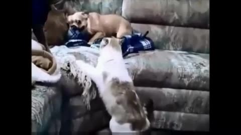 Funny cats and dog