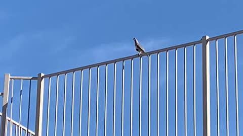 quail standing on a fence chirping