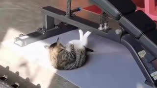Cat in a gym