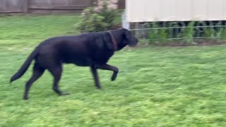 Stealthy Dog Stalks Squirrel In The Backyard