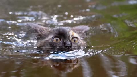 Funny cats swimming in the rever🤨funny animal's cats😐