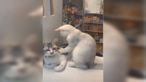 Two cute cats play in funny music 🐱🐱