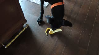 Great Dane Drex Eating a Banana